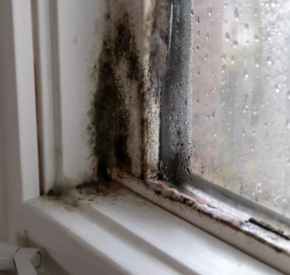 windows get moldy