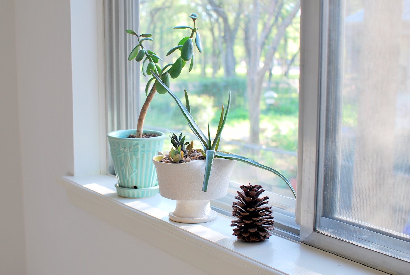 How to attractively arrange window sills