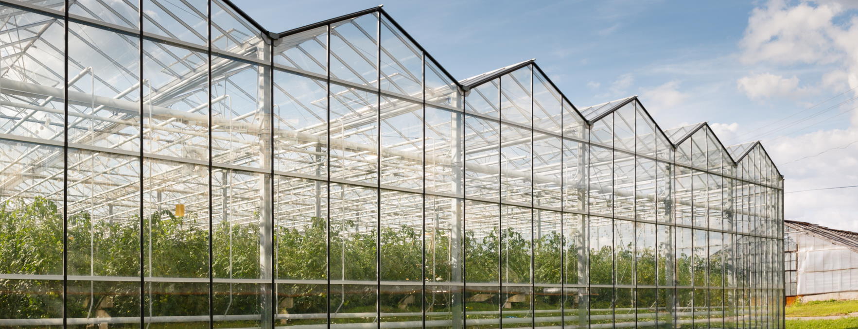 Greenhouses cleaning
