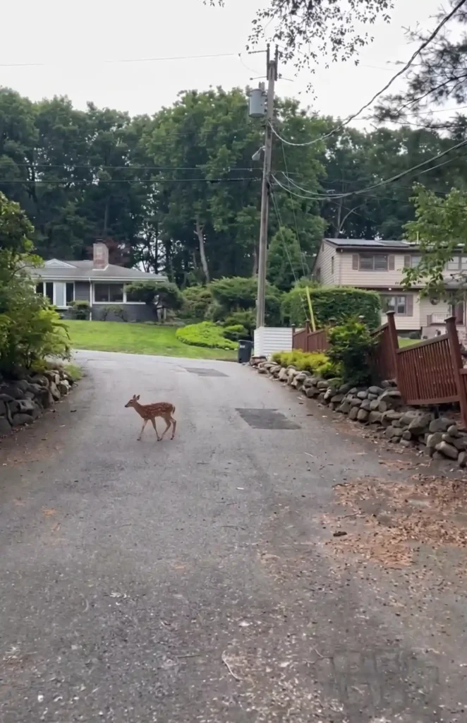 Young deer walking across a residential driveway before exterior cleaning
